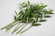 Next Day Delivery - Italian Ruscus 60CM 60BU/BX