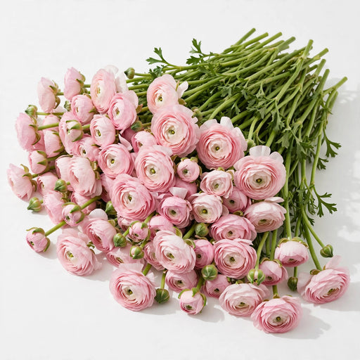The Ranunculus Collection - Ranunculus Light Pink 30-40CM (100 STEMS / BX)