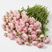 The Ranunculus Collection - Ranunculus Light Pink 30-40CM (100 STEMS / BX)