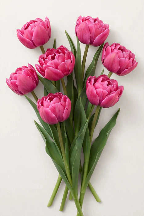 Tulip Collective - Double Reminder 37cm 30gr (50 STEMS / BX)