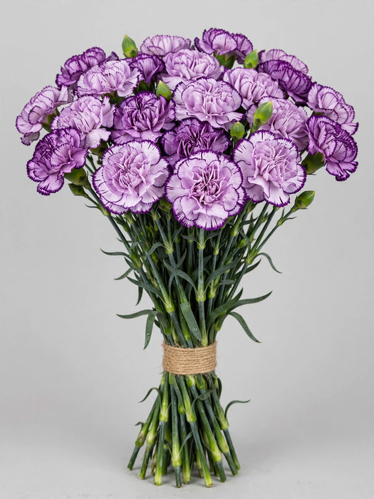 Carnations - Moonvista (100 Stems)