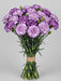 Carnations - Moonvista (100 Stems)