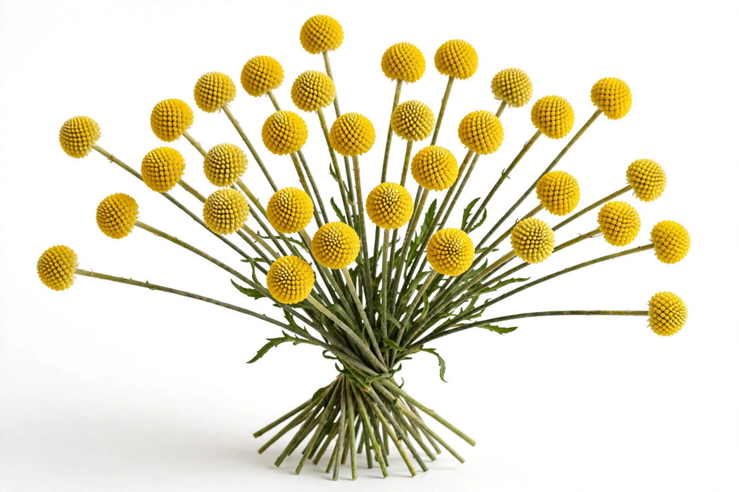Next Day Delivery - CRASPEDIA GLOBOSA JUMBO 60cm 3,5cm 10st - Yellow - 200 Stems [LIMITED]