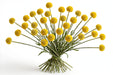 Next Day Delivery - CRASPEDIA GLOBOSA JUMBO 60cm 3,5cm 10st - Yellow - 200 Stems [LIMITED]