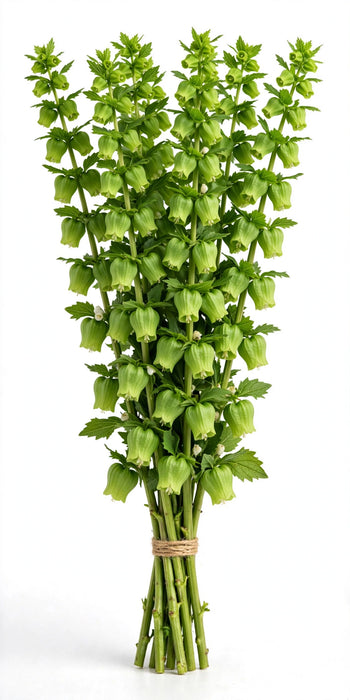 Bells Of Ireland 80cm 10BU./BX