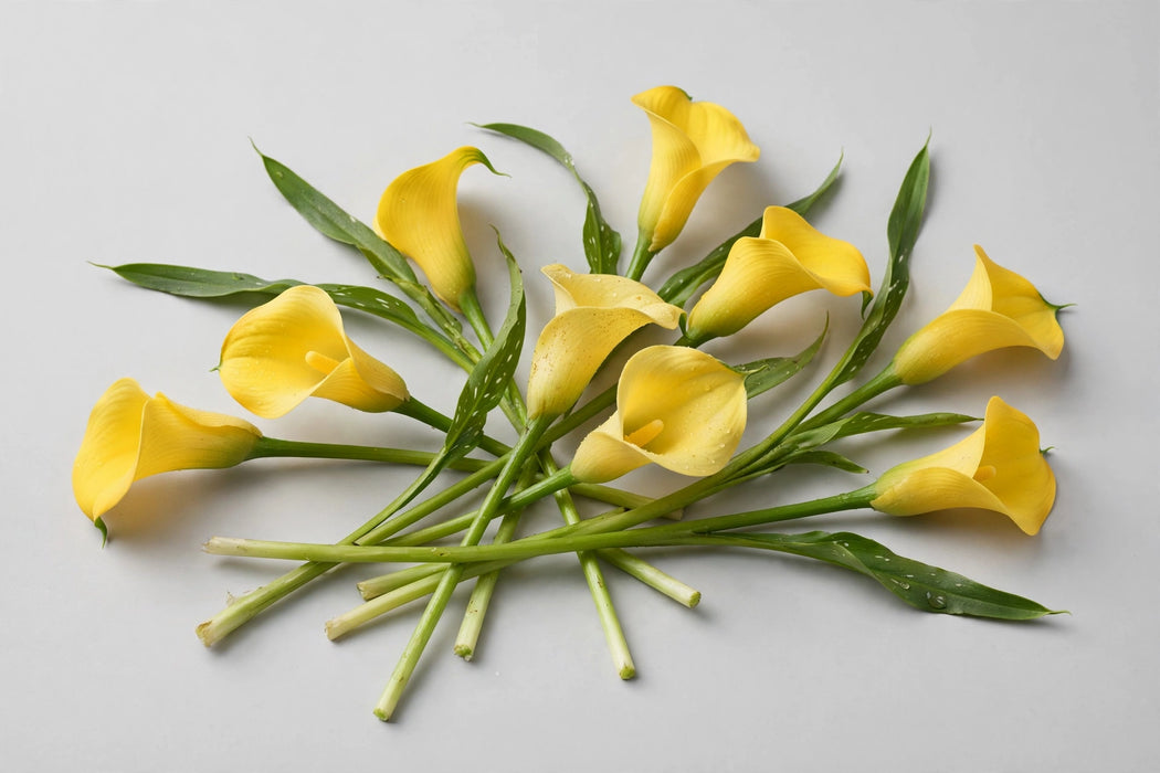 Next Day Delivery - Calla Lily Mini Yellow 50CM 80ST/BX