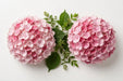 Hydrangea Classic Rodeo Old Pink 60CM 18CM - Bicolor Pink - 10 Stems