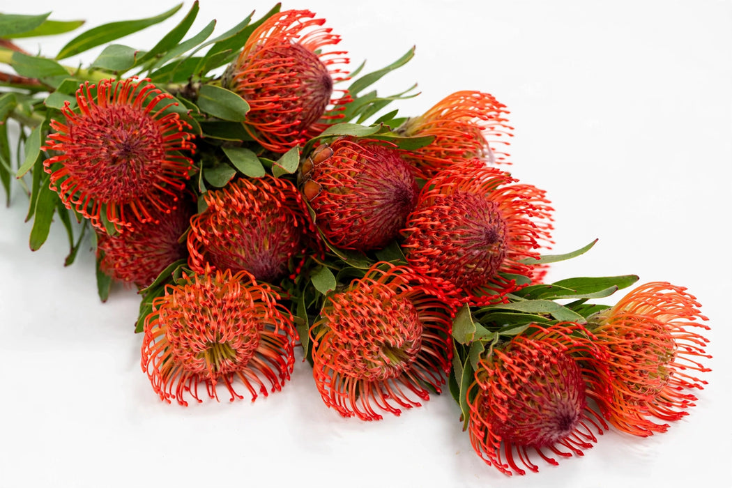 Next Day Delivery - PINCUSHION TANGO 40cm - Red - 50 Stems [LIMITED]