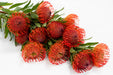 Next Day Delivery - PINCUSHION TANGO 40cm - Red - 50 Stems [LIMITED]