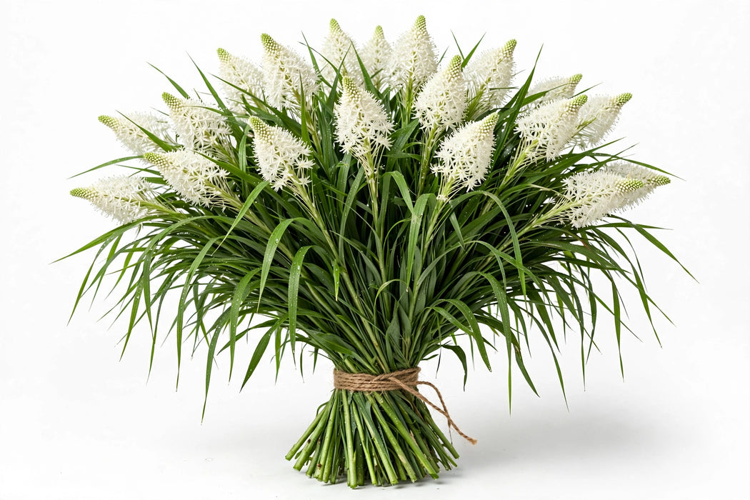 Beargrass - 40 Bunches/Box