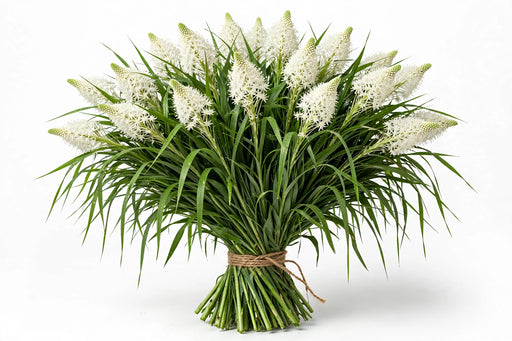 Beargrass - 40 Bunches/Box