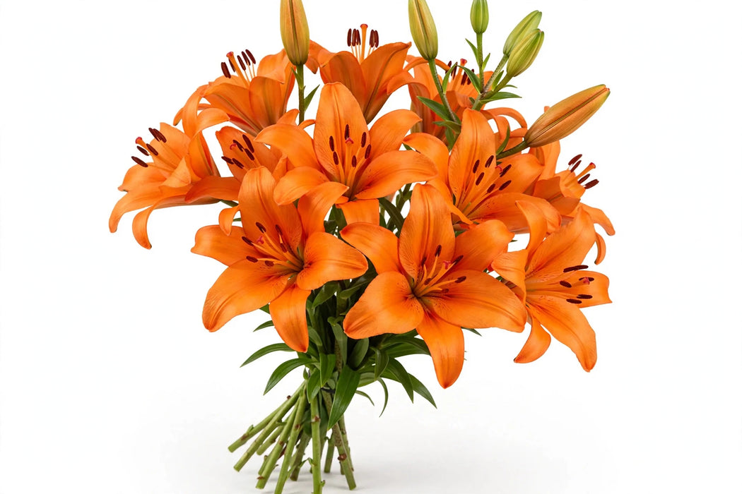 Next Day Delivery - LILY AZ BRUNELLO ((NEUMANN) 2+ 70cm 10st - Orange - 70 Stems [LIMITED]