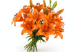 Next Day Delivery - LILY AZ BRUNELLO ((NEUMANN) 2+ 70cm 10st - Orange - 70 Stems [LIMITED]