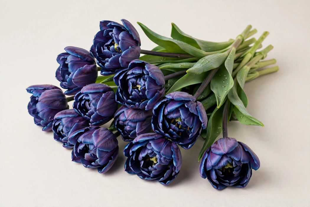 Tulip Collective - Dyed Double Moscow Midnight 37cm 35gr (50 STEMS / BX)