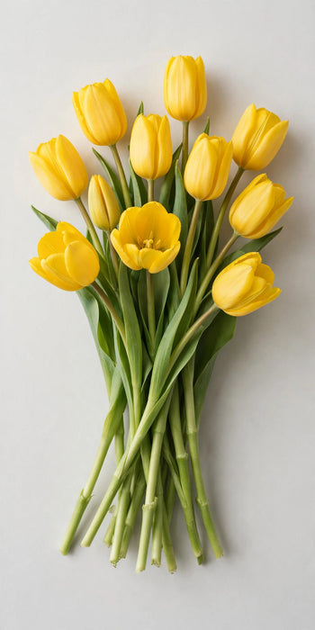 Tulip Collective - Strong Gold 40cm 35gr (50 STEMS / BX)