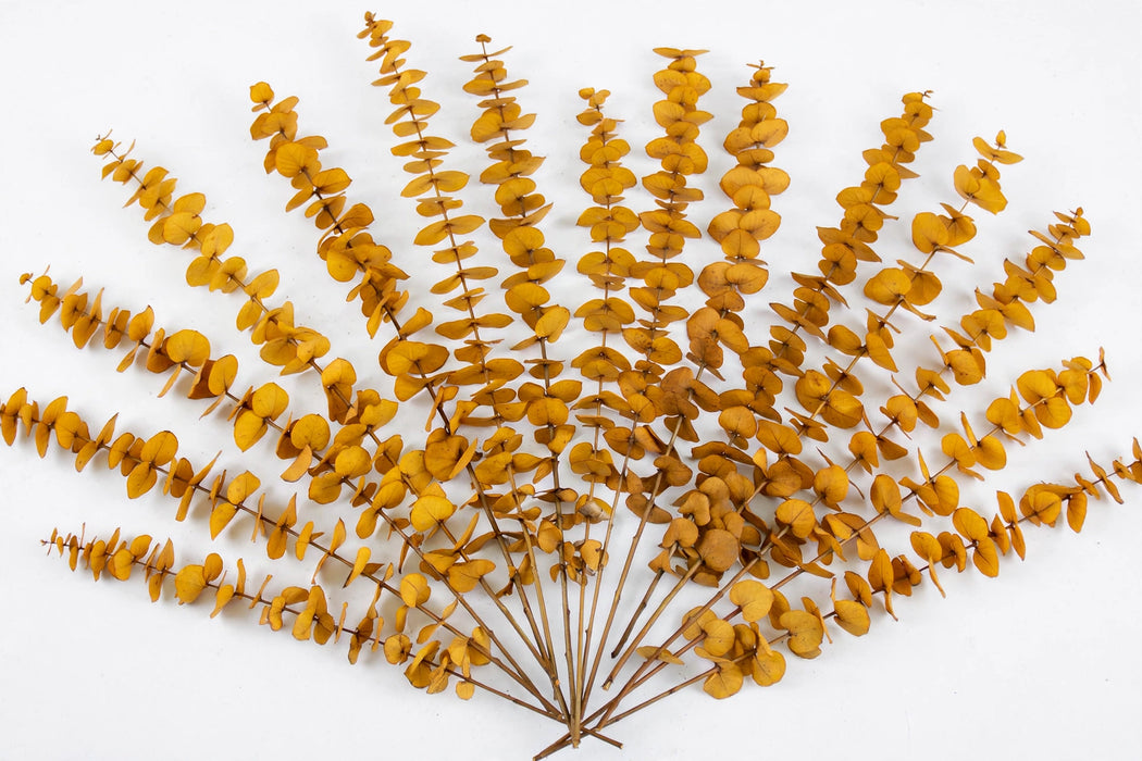 Next Day Delivery - EUCALYPTUS STUARTIANA PRESERVED YELLOW 50cm 150gr - Yellow - 30 Stems [LIMITED]