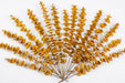 Next Day Delivery - EUCALYPTUS STUARTIANA PRESERVED YELLOW 50cm 150gr - Yellow - 30 Stems [LIMITED]
