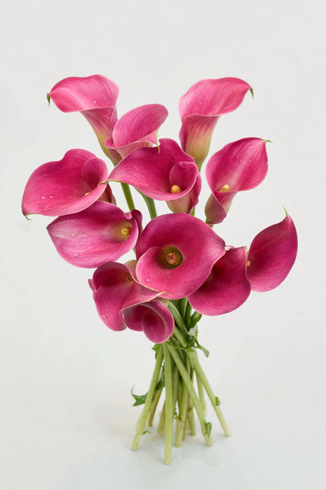 Next Day Delivery - Calla Lily Mini Hot Pink 50CM 80ST/BX