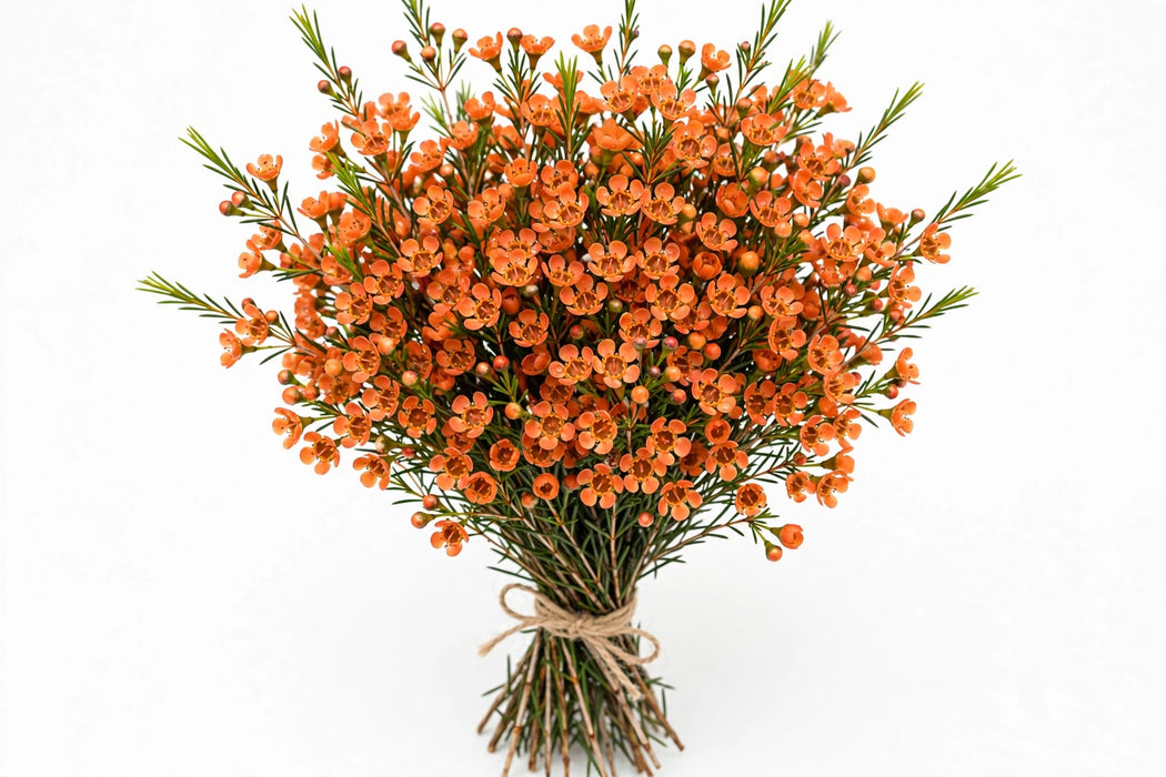 Waxflower Orange 14BU/BX