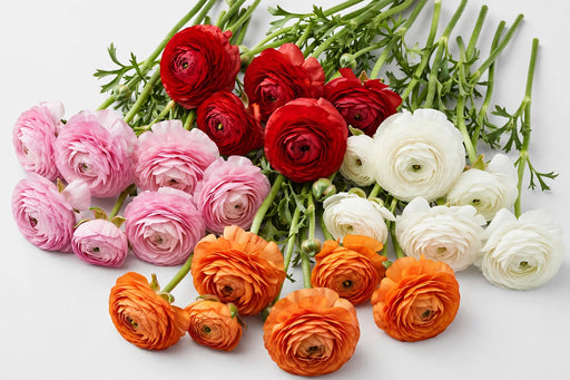 The Ranunculus Collection - Ranunculus Assorted 4 Colors 30-40CM (100 STEMS / BX)