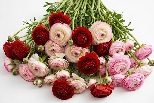 The Ranunculus Collection - Romance Ranunculus Assorted 40 Get Lucky + 30 Hydra + 30 Seine 30-40CM (100 STEMS / BX)