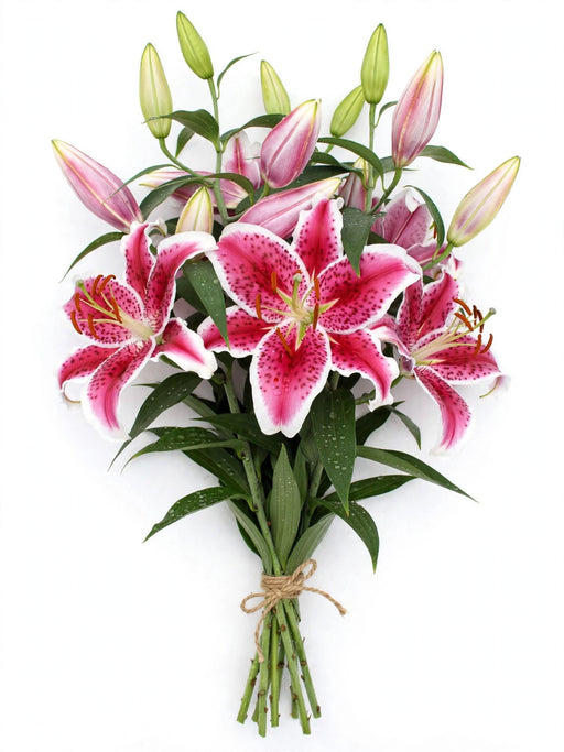Oriental Lilies Starfighter 3/5BL 60ST/BX