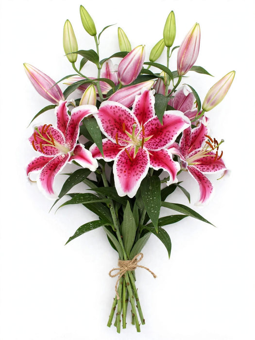 Oriental Lilies Starfighter 3/5BL 60ST/BX