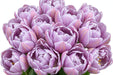 Tulip Collective - Double Katinka Ex - Lavender - 150 Stems