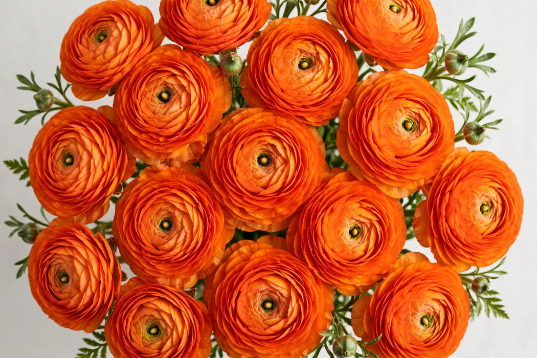 Ranunculus Flower Collection - Ranunculus Orange 30-40CM (120 STEMS / BX)