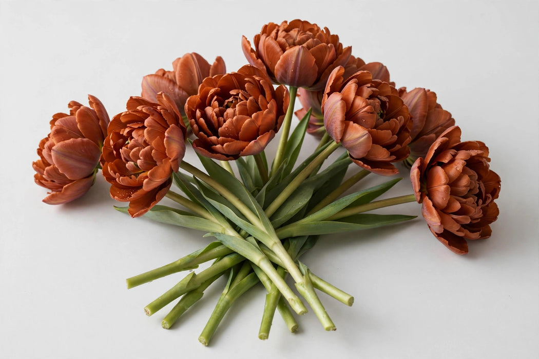 Tulip Collective - Dyed Double Terracotta 37cm 35gr (50 STEMS / BX)