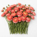 The Ranunculus Collection - Romance Ranunculus Nohant Coral 50-60CM (100 STEMS / BX)