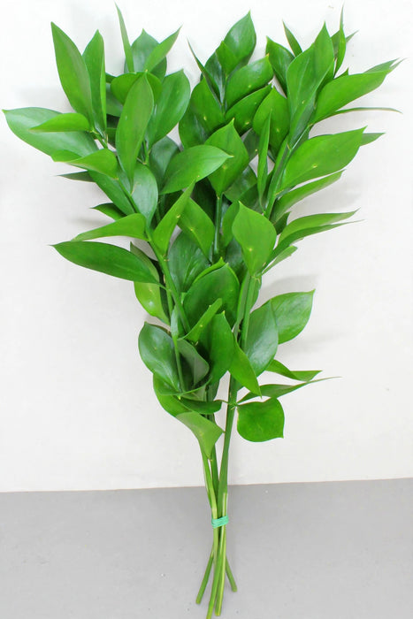Ruscus FL. Style 30BU/BX