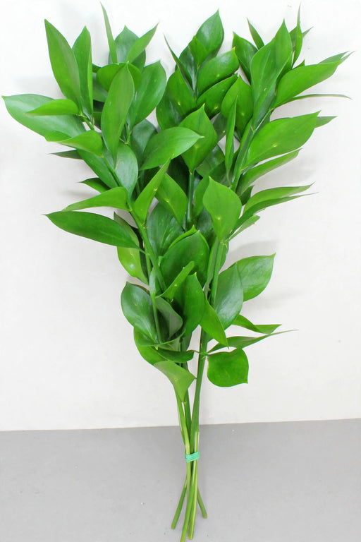 Ruscus Fl. Style 30BU/BX