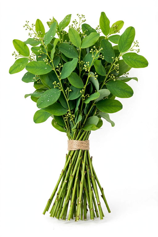 Cocculus - 20 Bunches/Box