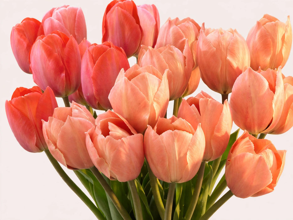 Tulip Collective - Marit Ex - Salmon - 150 Stems