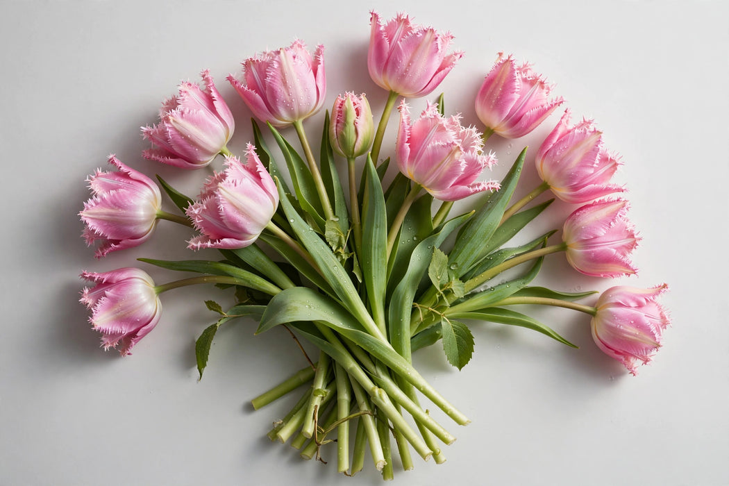 Tulip Collective - Frill Polder Pink 40cm 40gr (50 STEMS / BX)