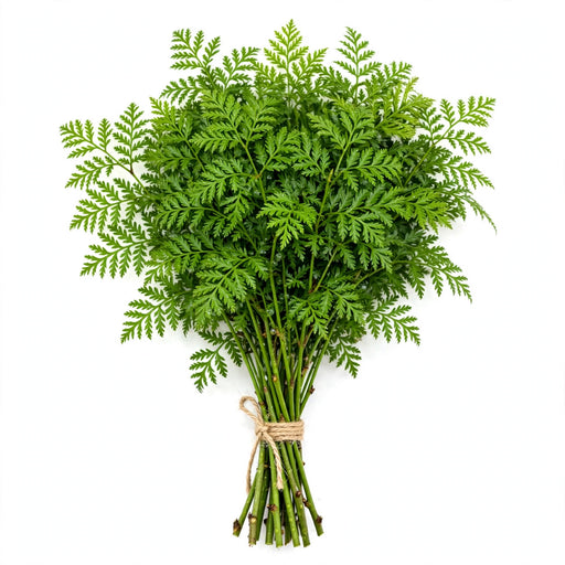Aralia Green Jr - 30 Bunches/Box