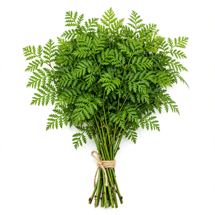 Aralia Green Jr - 30 Bunches/Box