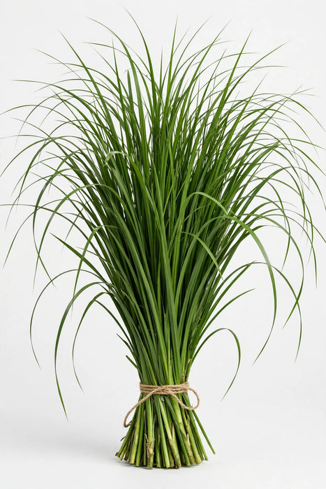 Steel Grass (150cm) - 100 Bunches/Box