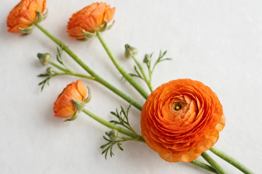 Ranunculus Flower Collection - Ranunculus Orange 30-40CM (120 STEMS / BX)