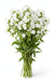 Next Day Delivery - PHLOX ICECAP 70cm 10st - White - 150 Stems [LIMITED]