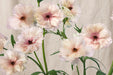Ranunculus Flower Collection - Butterfly Ranunculus Ariadne Blush Pink 50-60CM (120 STEMS / BX)