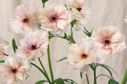 Ranunculus Flower Collection - Butterfly Ranunculus Ariadne Blush Pink 50-60CM (120 STEMS / BX)