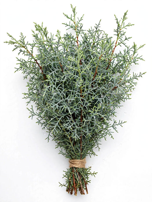 Carolina Saphire - 25 Bunches/Box