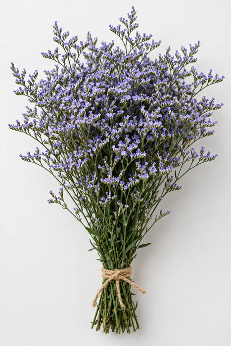Limonium Skylight Lavander 70cm - 13 Bunches/Box