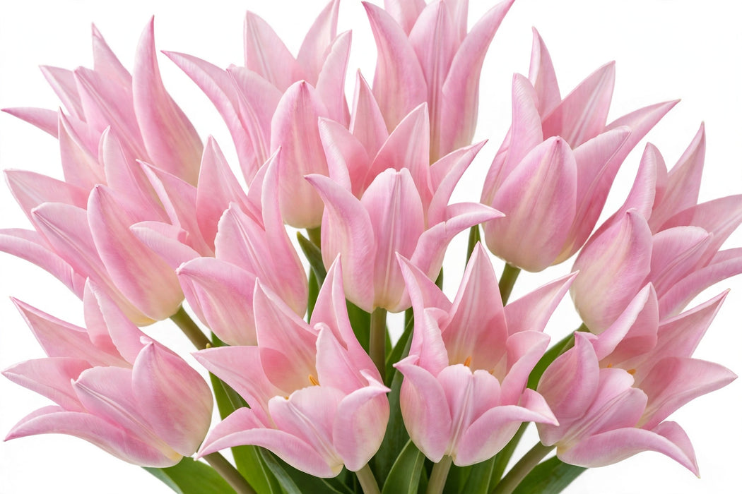 Tulip Collective - Lily Crown Of Dynasty 42Cm 36Gram - Light Pink - 150 Stems