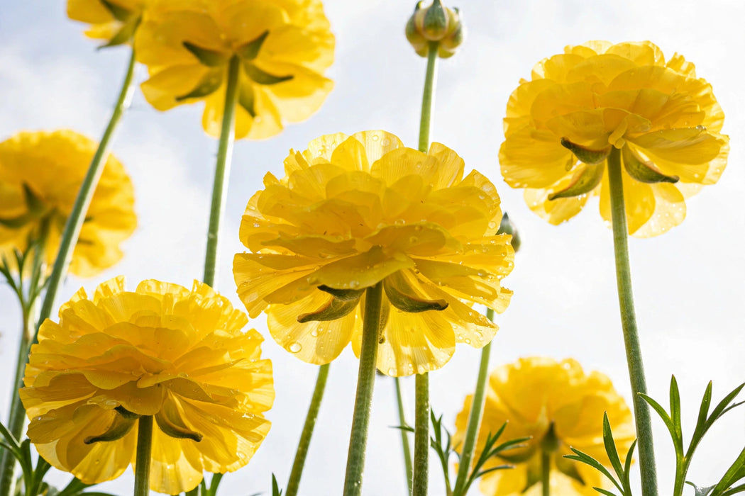 Ranunculus Flower Collection - Butterfly Ranunculus Phytalos Yellow 60-70CM (120 STEMS / BX)