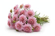 Next Day Delivery - SCABIOSA AT COTTON CANDY SCOOP 50cm 10st - Pink - 120 Stems [LIMITED]
