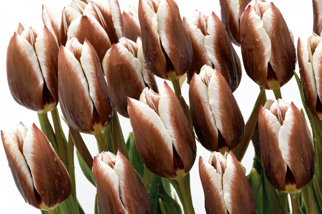 Tulip Collective - Dyed Gypsy Brown 37Cm 35Gr - Bicolor Brown-White - 150 Stems