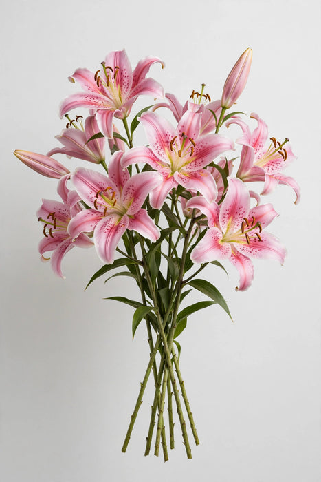 Next Day Delivery - Oriental Lilies Pink 3-5BL 60ST/BX